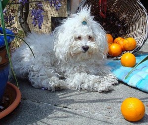 Benefits of Vitamin C for dogs
