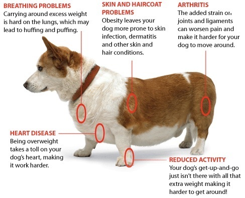common dog health problems