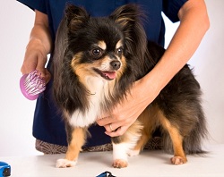 dog grooming small dogs