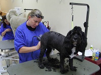 dog grooming training