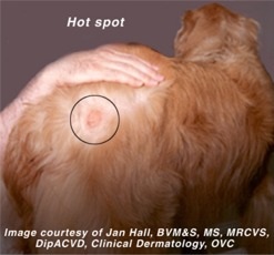 dog skin problems