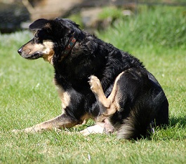 vitamin for dog allergies