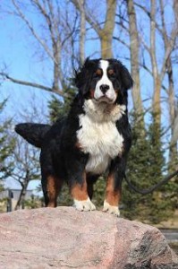 Glucosamine dog supplement