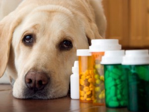 what is the proper vitamin dosage for dogs