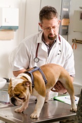 what causes dog diarrhea